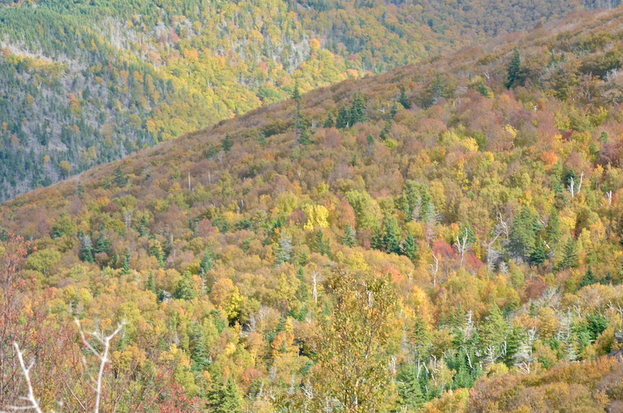 Close-up of the fall colours