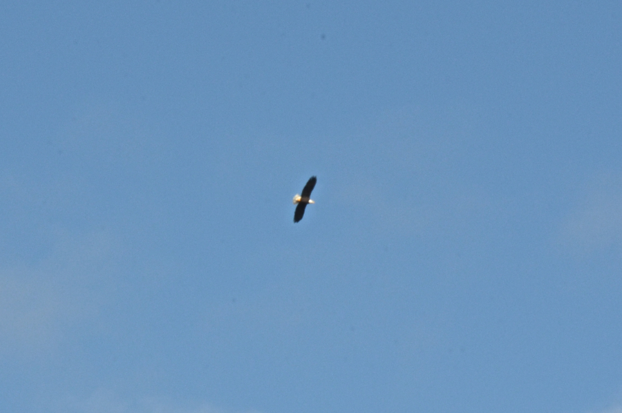 Eagle flying above Cape Mabou