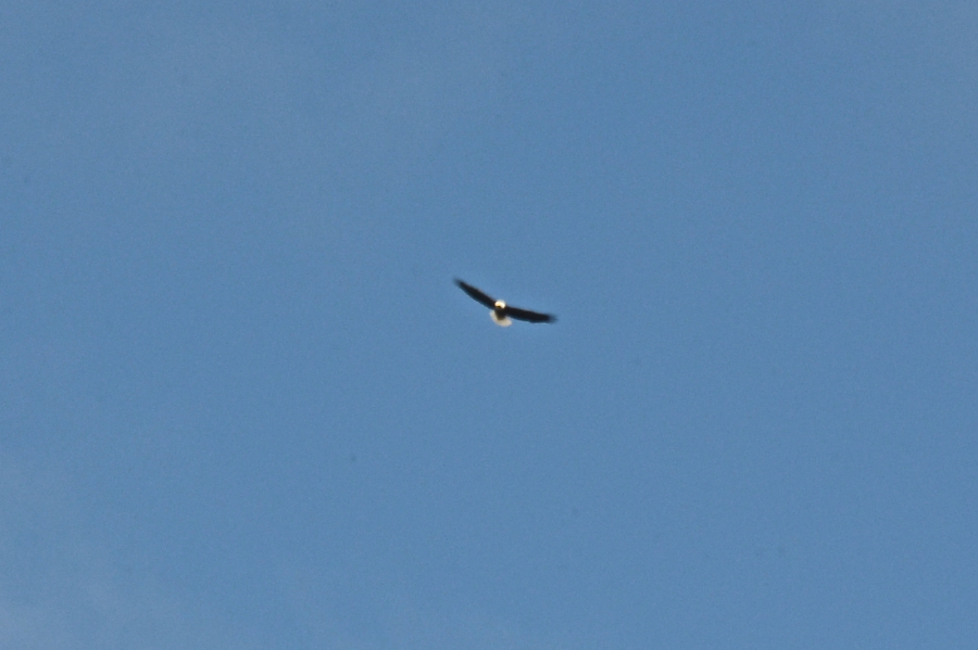 Eagle flying above Cape Mabou