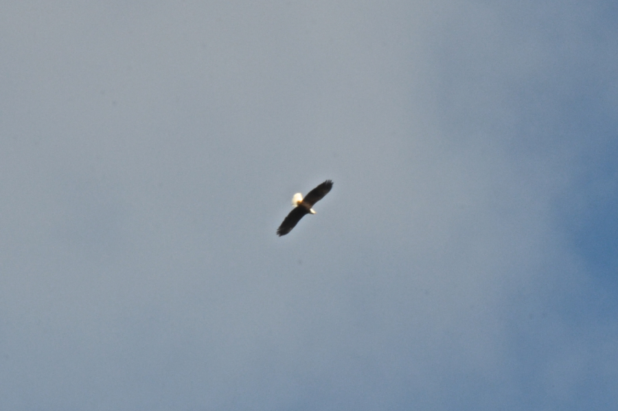 Eagle flying above Cape Mabou