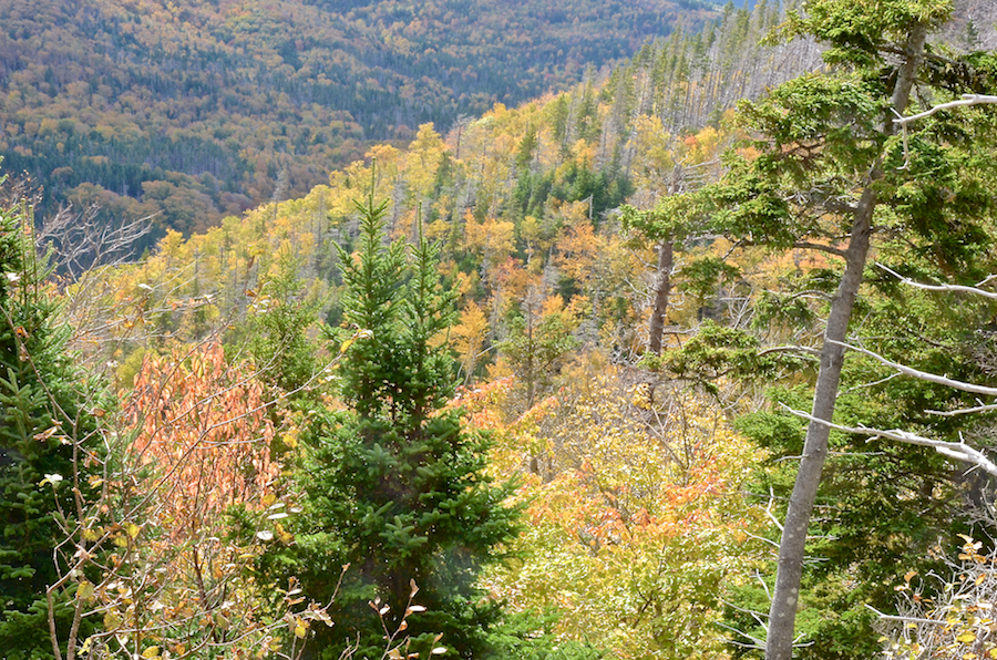 Trees on the side of the unnamed mountain across which the Beaton Trail runs