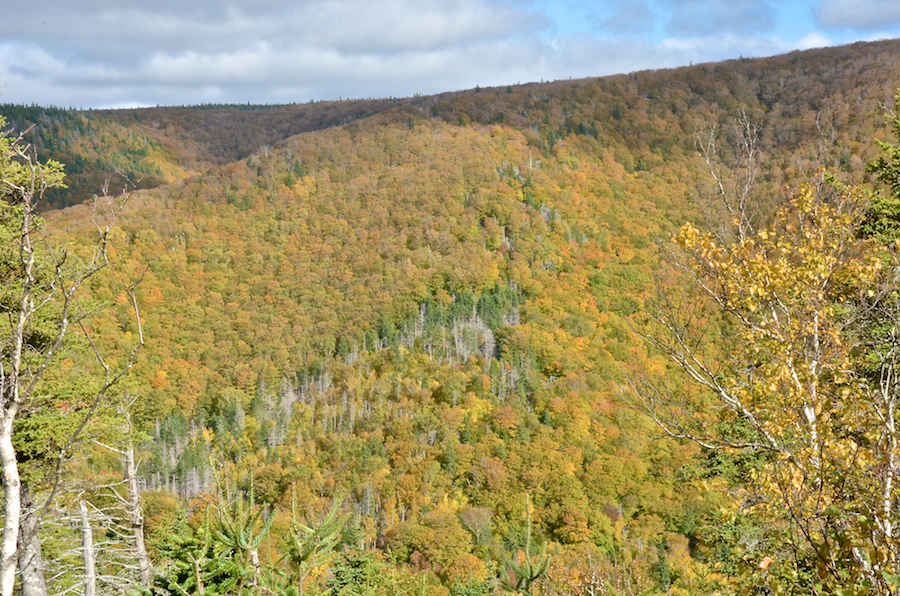 The Cape Mabou Plateau from the Beaton Trail Look-Off: Part 3