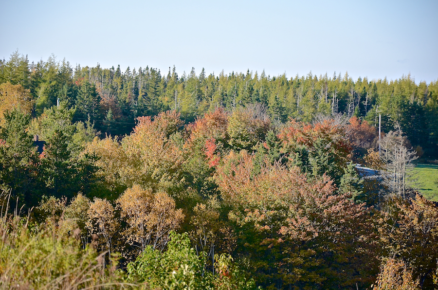 Trees on a hillside south of Joe Effie Road