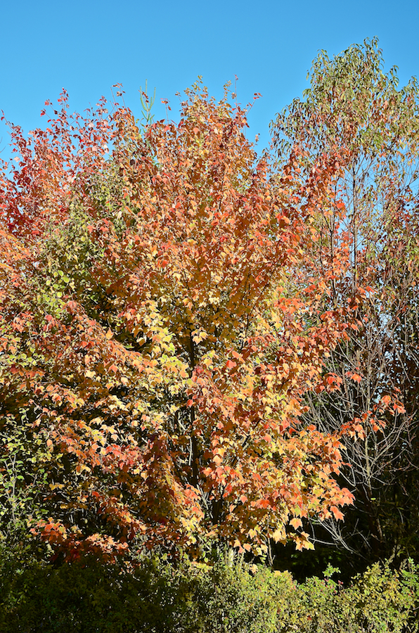 Rainbow tree