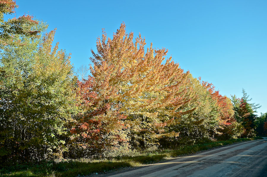 Trees along the Beaton Road