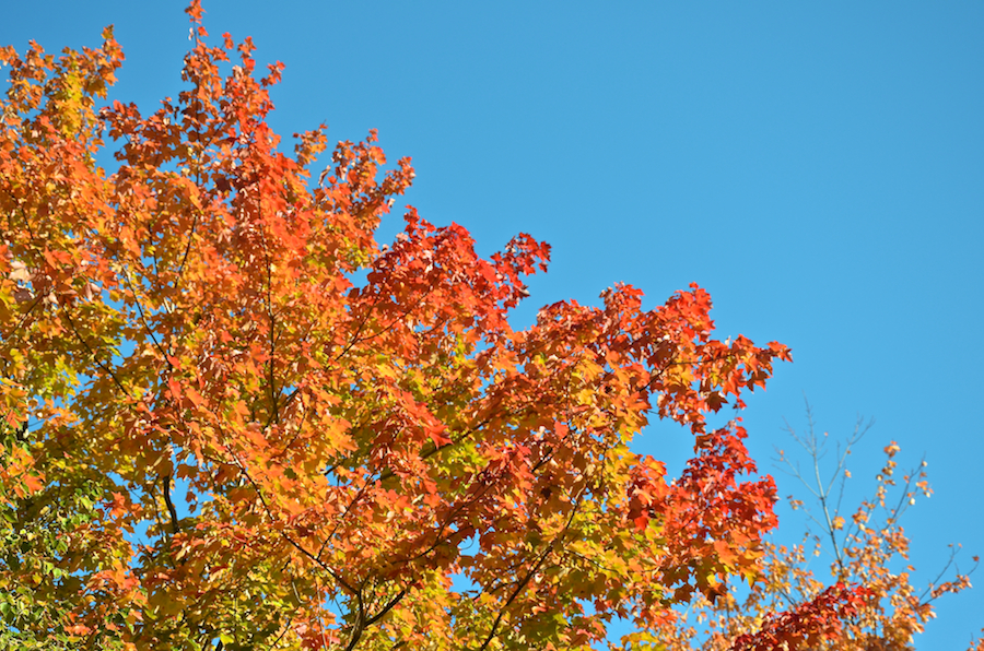 Red leaves against a bright blue sky