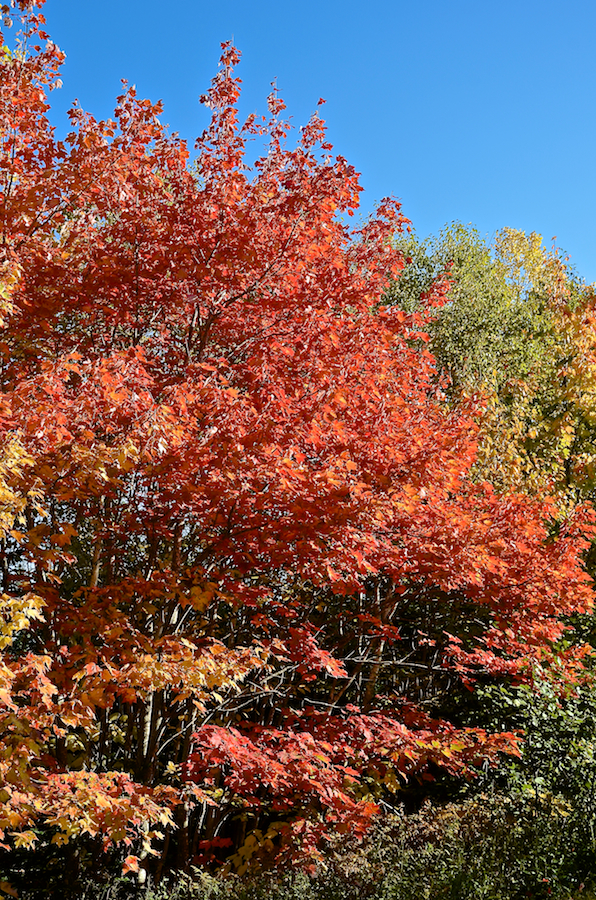 Red tree along the Upper Southwest Mabou Road