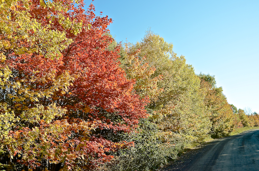 Trees on the north side of the Upper Southwest Mabou Road