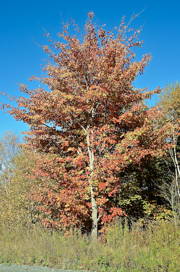 Variegated tree