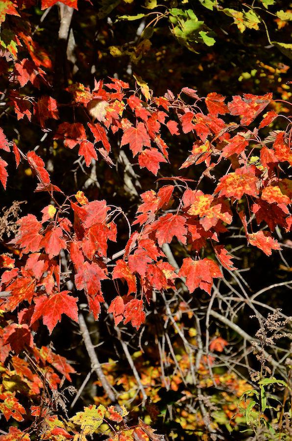 Red leaves