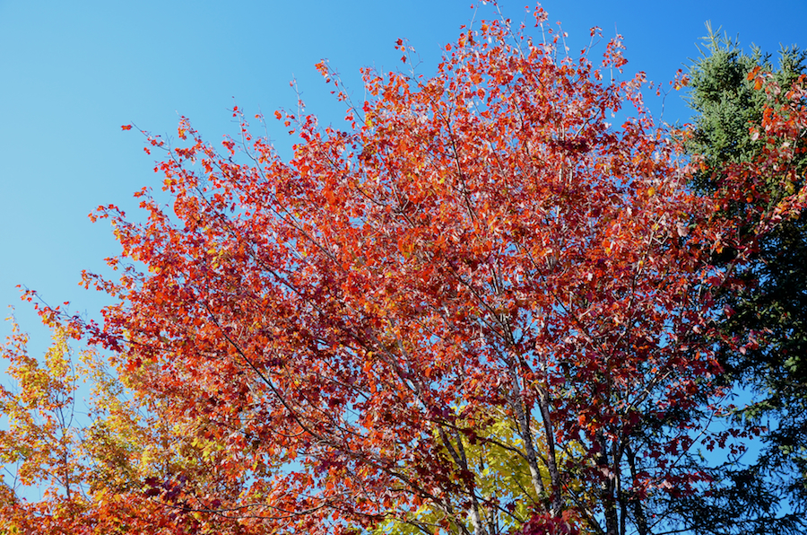 Red leaves against the sky