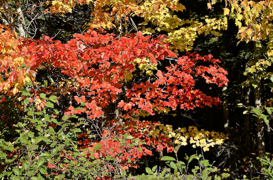 Red leaves along the Whycocomagh Road