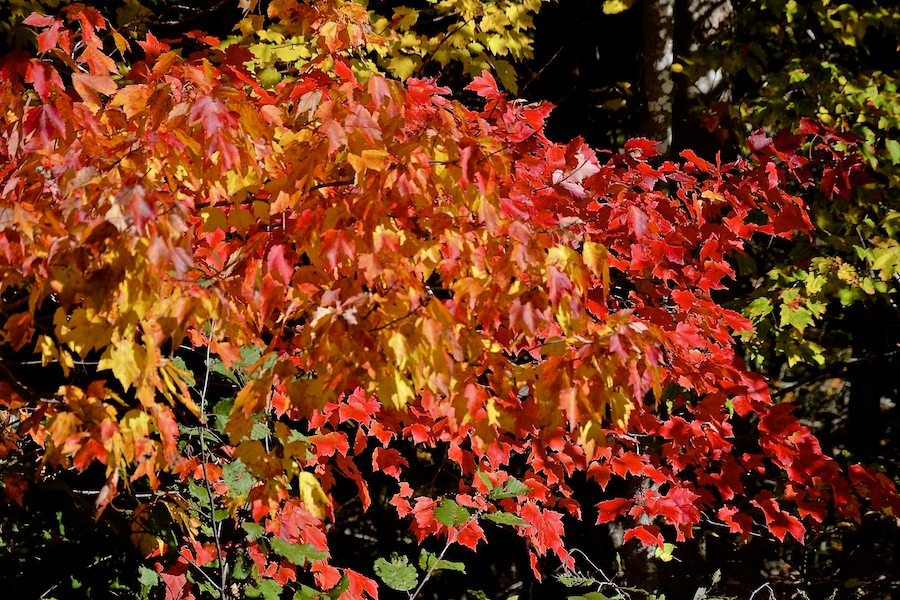 Red leaves along the Whycocomagh Road