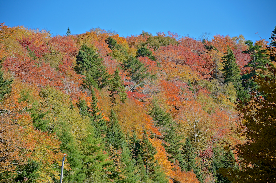 Trees above the road at the base of the eastern end of Campbells Mountain