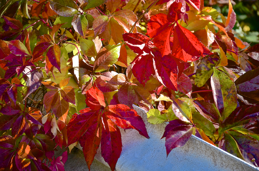 Virginia creeper leaves in the sun