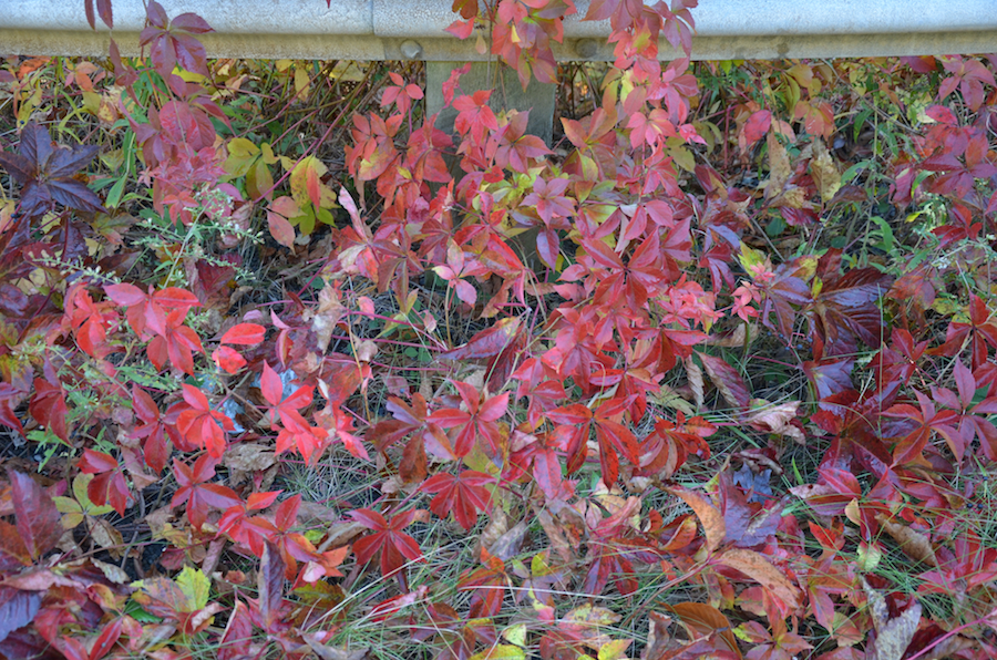 Virginia creeper along the Whycocomagh Road