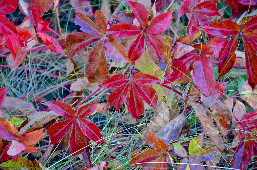 Virginia creeper along the Whycocomagh Road