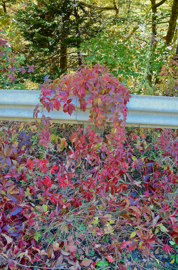 Virginia creeper along the Whycocomagh Road
