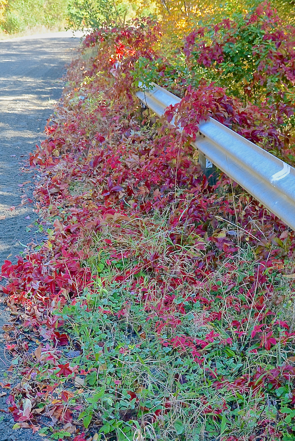 Virginia creeper along the Whycocomagh Road