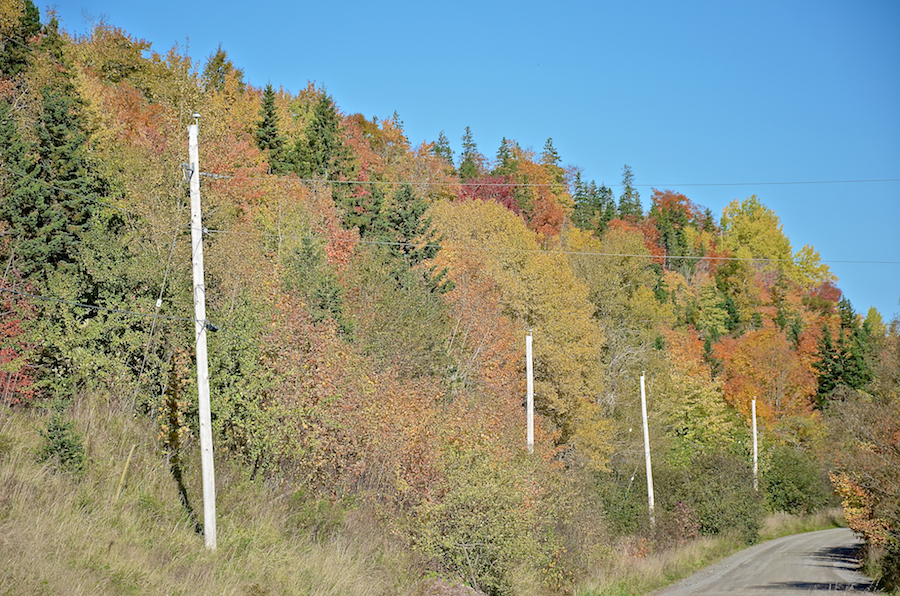 Close-up of colours at Glendyer Station