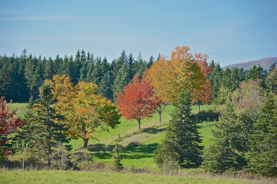 Boundary maples