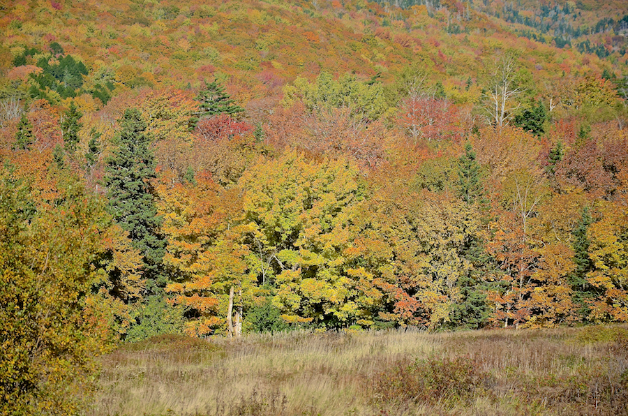 Close-up of the trees below the Northeast Mabou Road