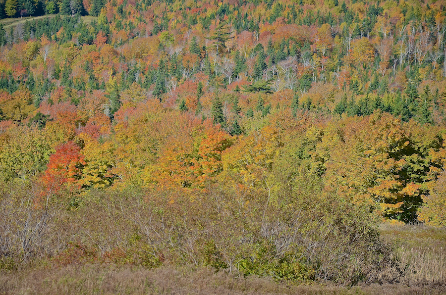 Close-up of the trees below the Northeast Mabou Road