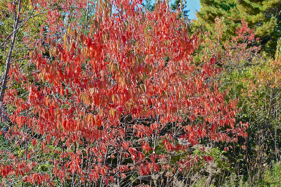 Red tree at the side of the Mabou Harbour Road