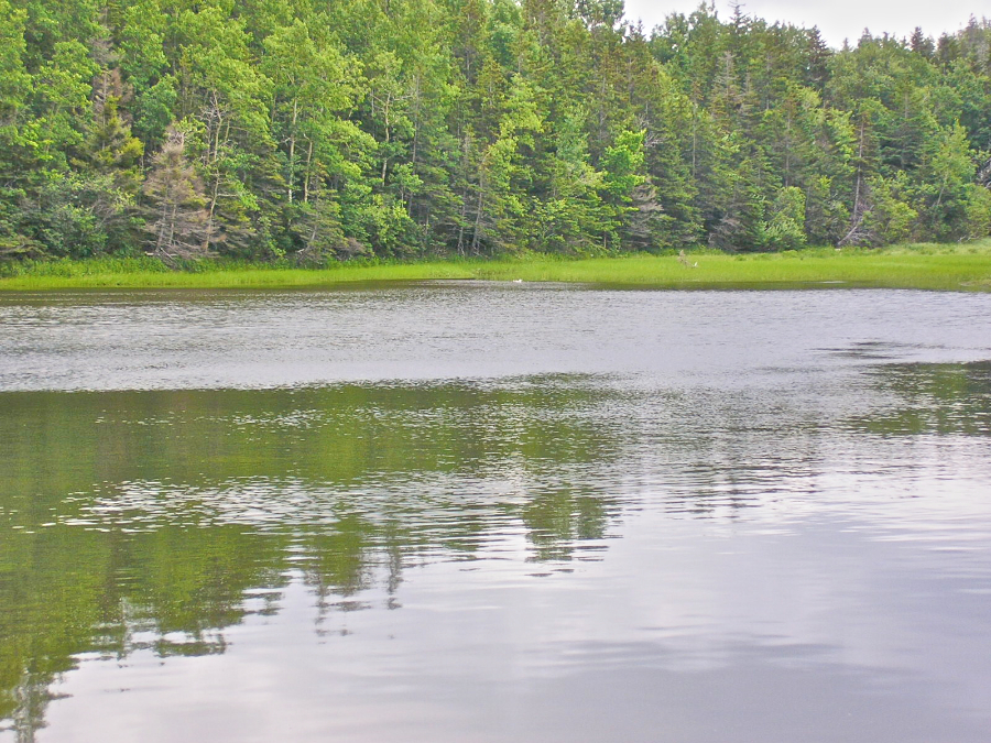 The marsh of the southern end of Sams Cove