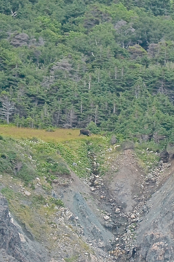 Moose on “Delaneys Mountain”