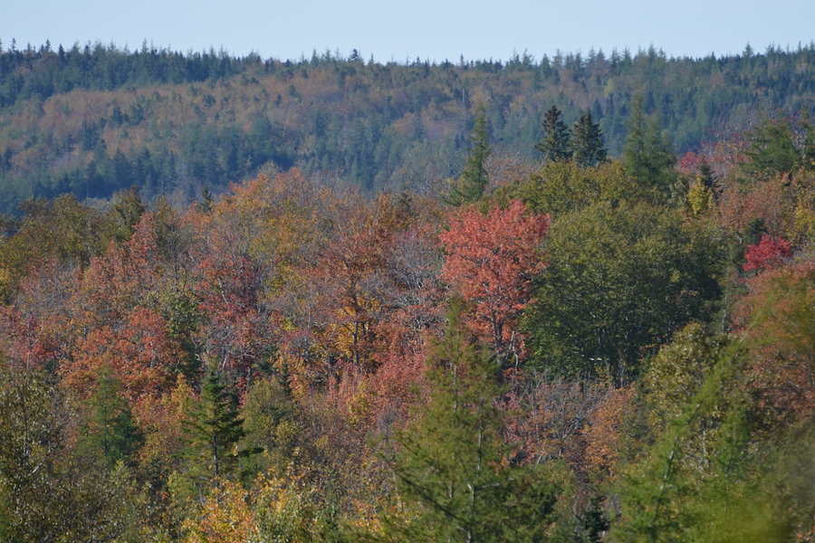 Reds below the ridge in Hillsdale