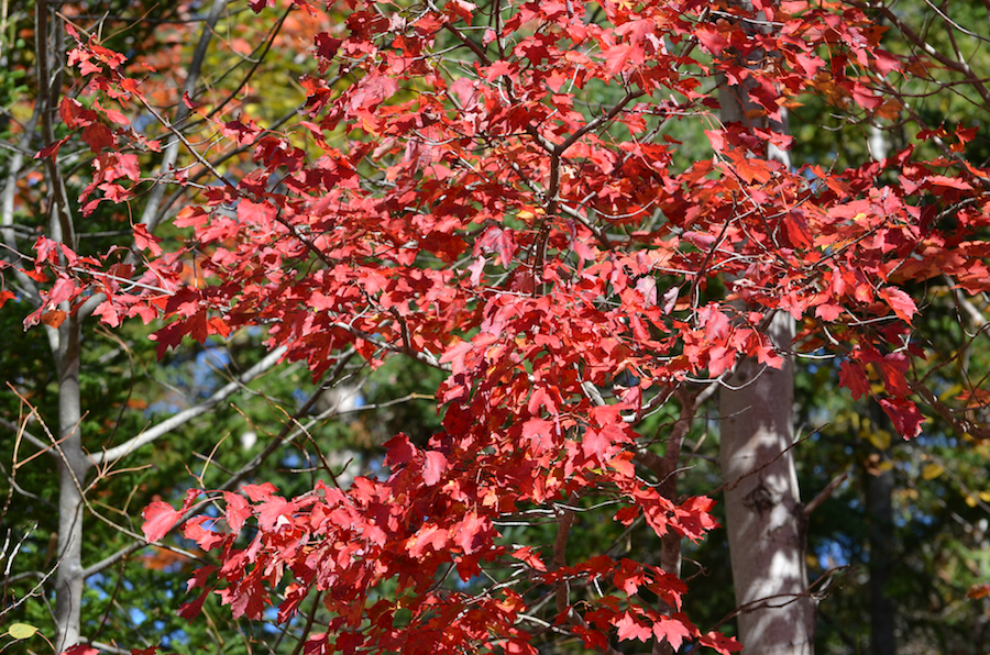 Red tree along the Glencoe Road