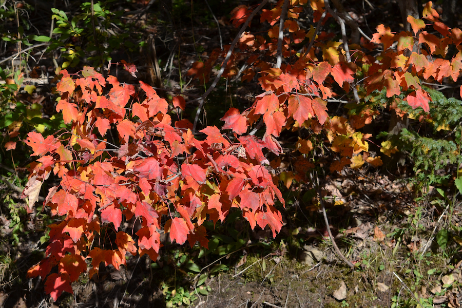 Red branch along the Glencoe Road