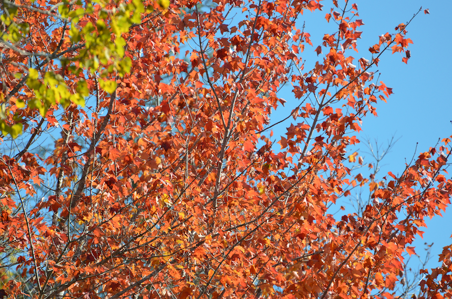 Red tree against the sky on the Glencoe Road