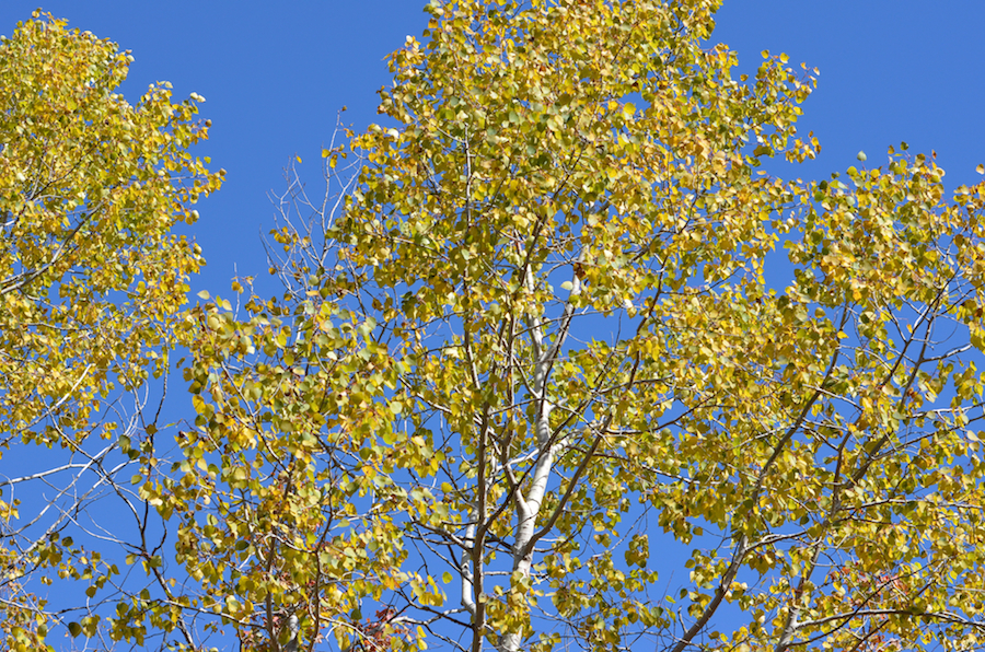 Yellows and greens against the sky in trees along the Glencoe Road