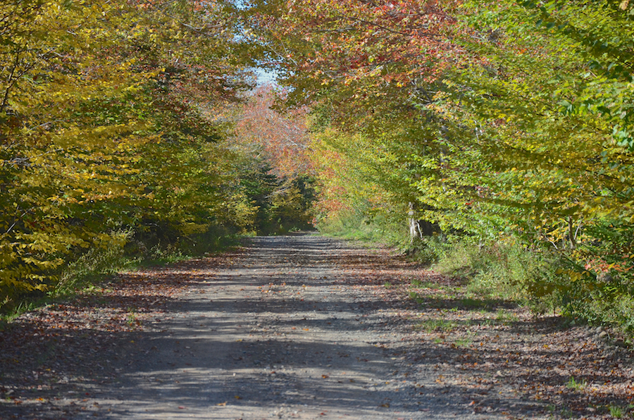 A backwards glance along the MacKinnon Road