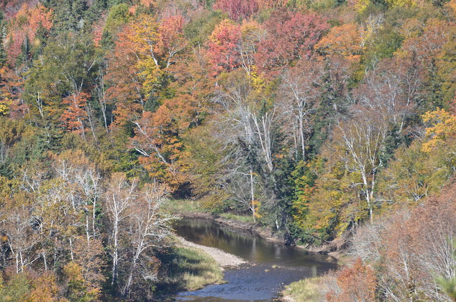 Trees above the Mull River