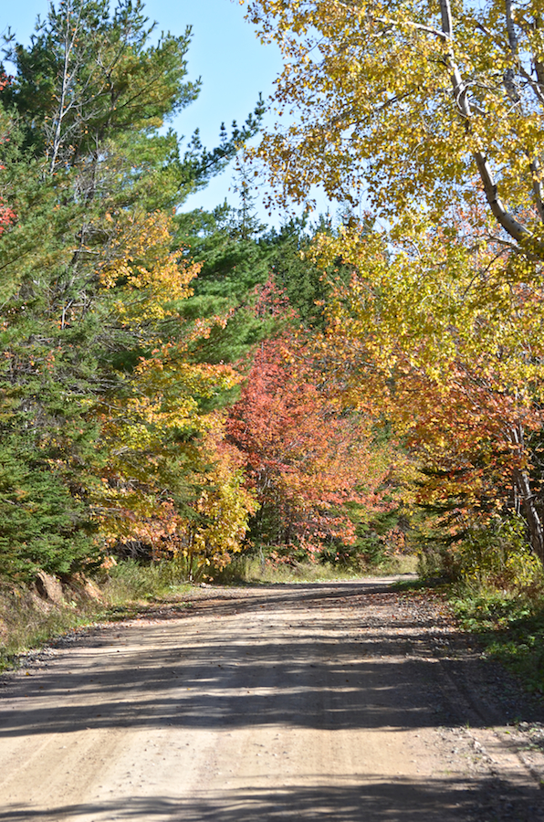 Trees along the Lake Ainslie Chapel–Brook Village Road