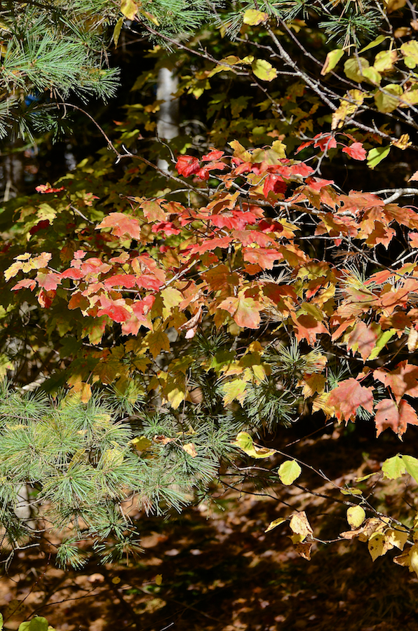 Red leaves along the Lake Ainslie Chapel–Brook Village Road