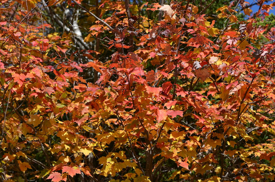 Red leaves along the Lake Ainslie Chapel–Brook Village Road