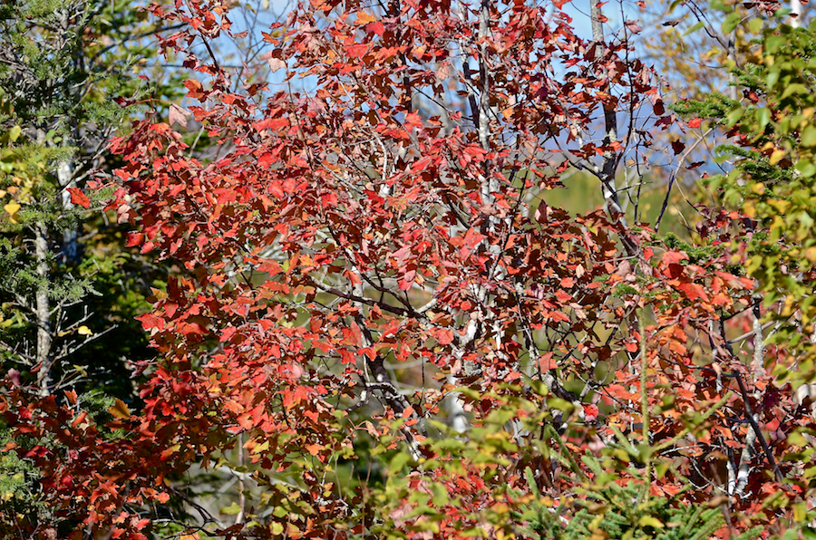 Red tree at the side of the Whycocomagh Port Hood Road