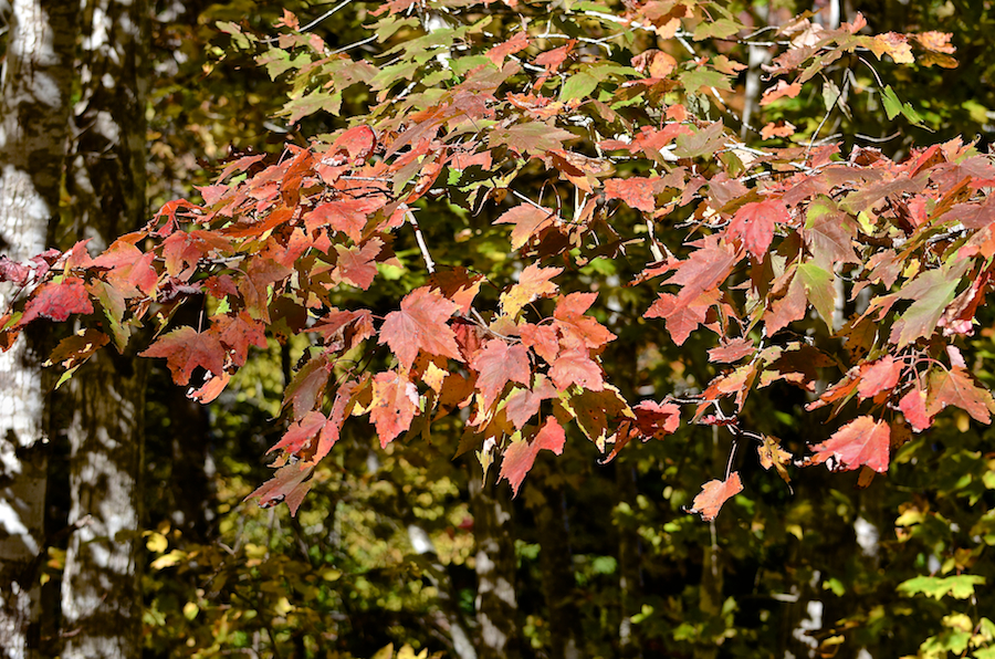 Red leaves along the road