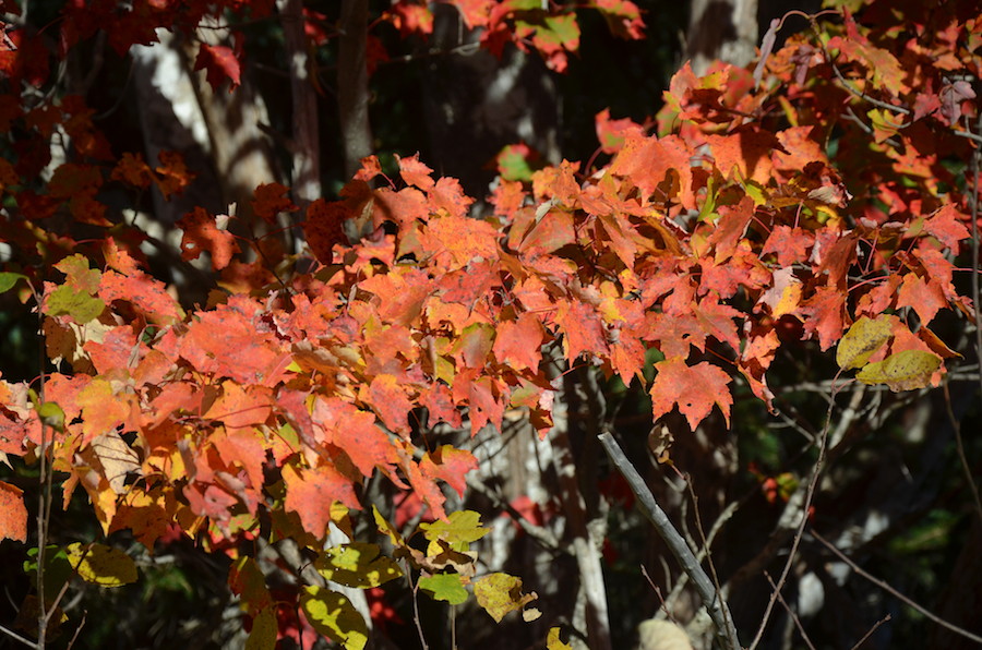 Close-up of a branch