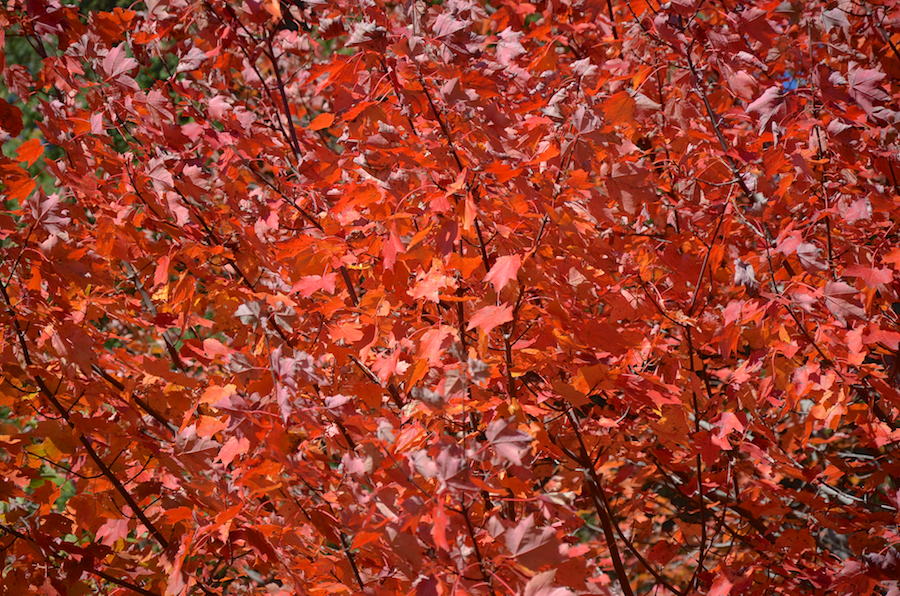 Riot of reds along the Glencoe Road