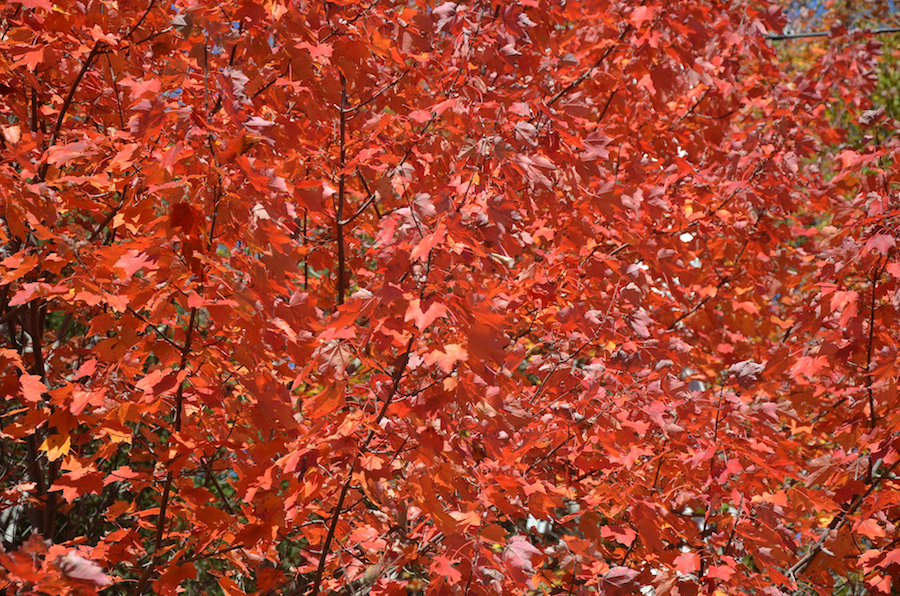 Riot of reds along the Glencoe Road