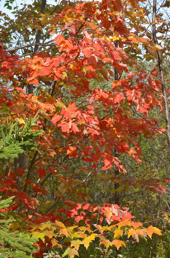 Red leaves along the General Line Road in Centennial