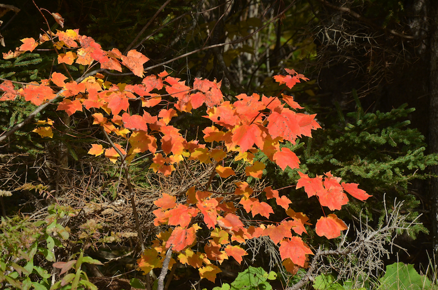 Small red tree along the General LIne Road in Centennial