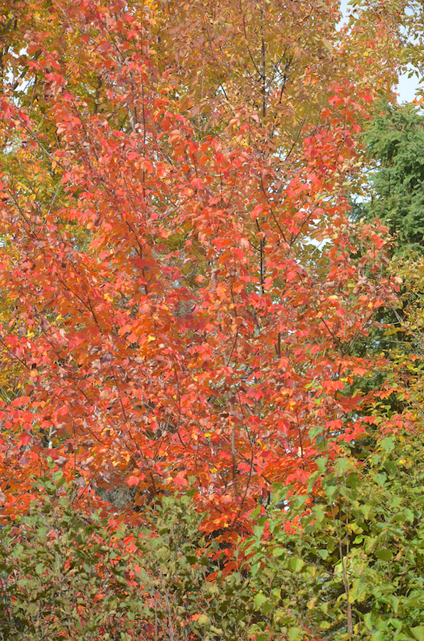 Red tree along the MacLean Road in Centennial