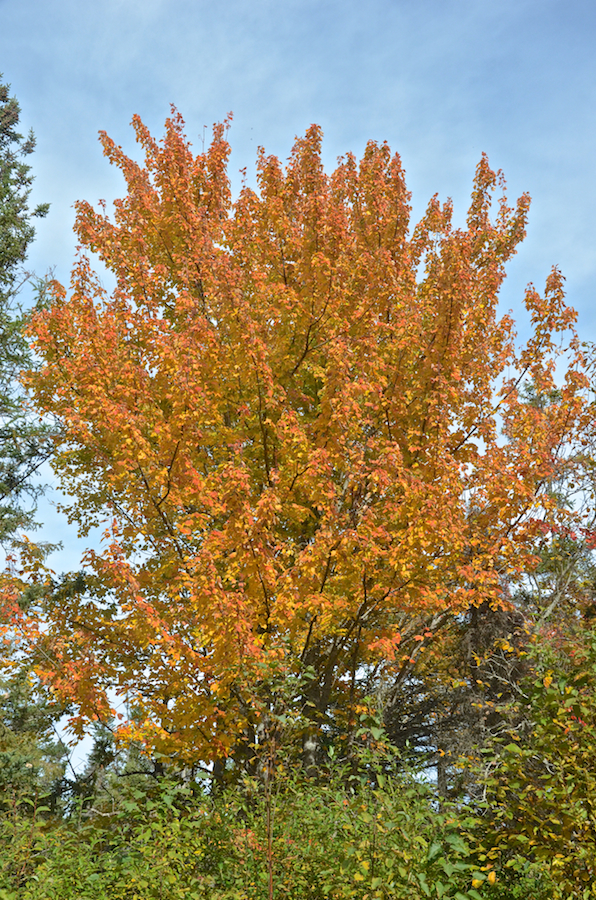 Orange tree along the MacLean Road in Centennial