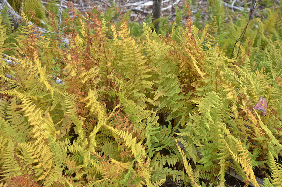Ferns along the Creignish Mountain Road
